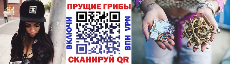 где можно купить наркотик Строитель Псилоцибиновые грибы Psilocybine cubensis